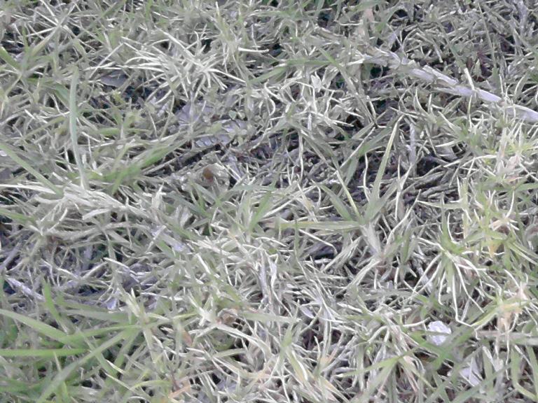 Clase de césped (fotografías)