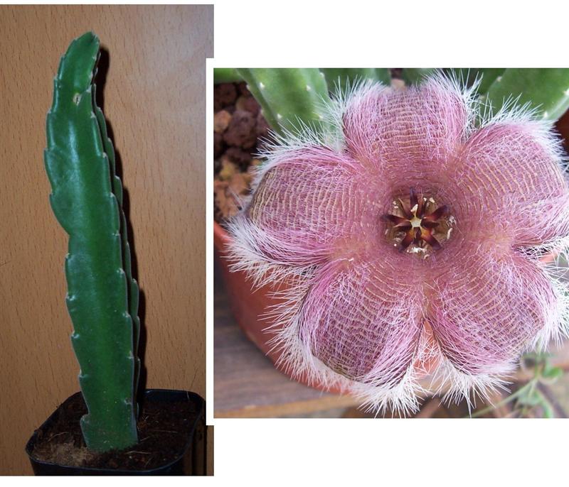 Huernia+schneideriana