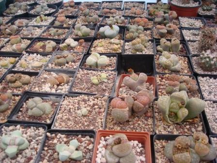 Semillas o bulbos de Amaryllis: busco e intercambio por esto