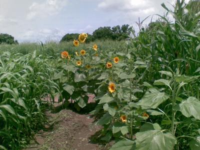 que especie de girasol es esta?