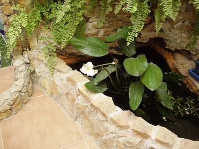 Cucharero, calita o aguapé (Echinodorus): foto en flor blanca