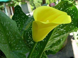 Cala de flor amarilla: foto y consejos