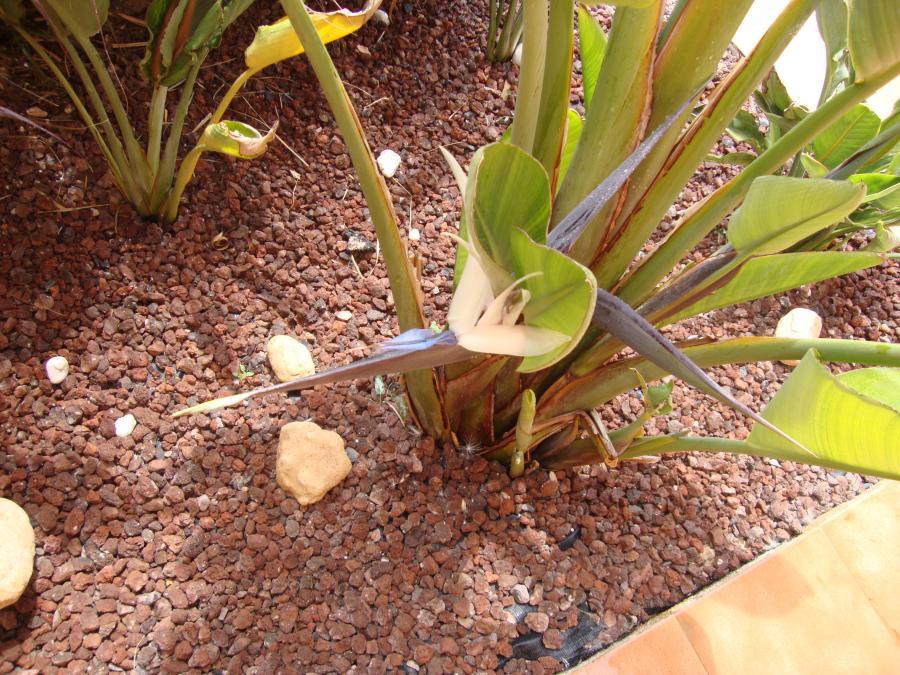 Strelitzia alba: fotos de la floración