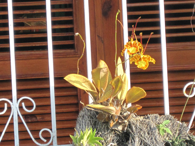Psychopsis papilio y Phalaenopsis a pleno sol