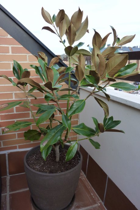 Magnolio: hojas con manchas marrones, como zonas secas (fotos)