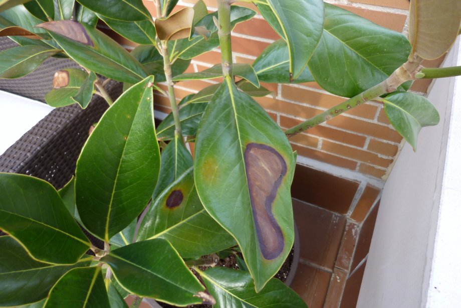 Magnolio: hojas con manchas marrones, como zonas secas (fotos)