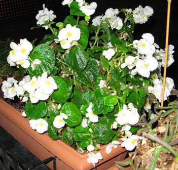Fotos de Begonia semperflorens (flores blancas)