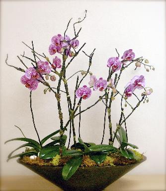 Un Híbrido Muy Raro De Dos Orquídeas Naturales Se Llama Falaenopsis  Filadelfia Flores De Hogar Y Jardín Foto de archivo - Imagen de elegante,  flor: 172516160