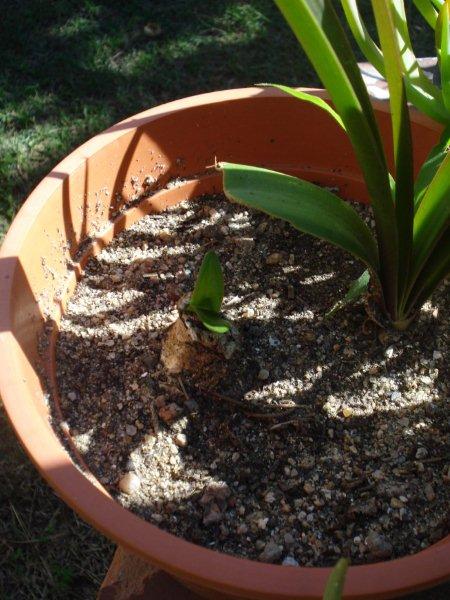 Bulbos de amaryllis para intercambios