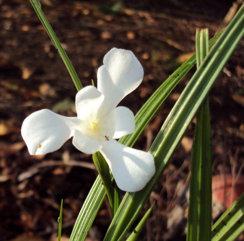 Bulbo tropical con flor blanca