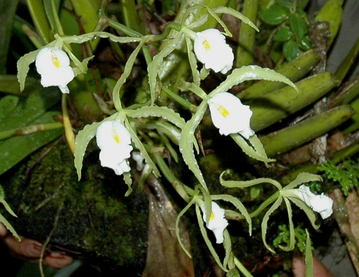 Trichopilia fragrans фото