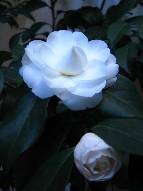 Foto de Camelia 'Alba Plena' (flor blanca)