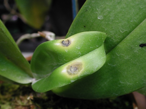 Enfermedades manchas de Phalaenopsis