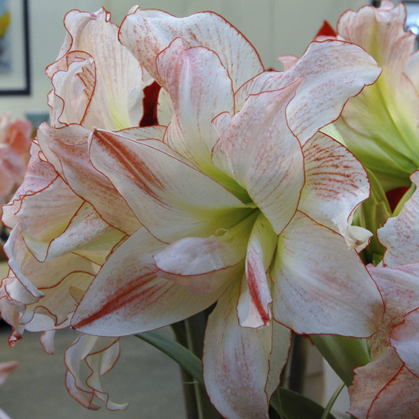 Venta de Hippeastrum tengo (solo para México)