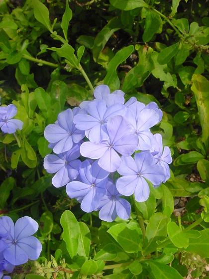 Nombre de una planta con flores azul profundo