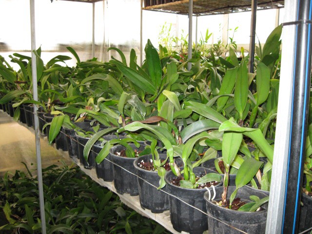 Especies de orquídeas en venta