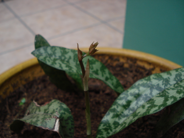 Oeceoclades maculata: ayuda para su cultivo