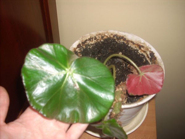 Begonia x erythrophylla: cómo enraizar esquejes