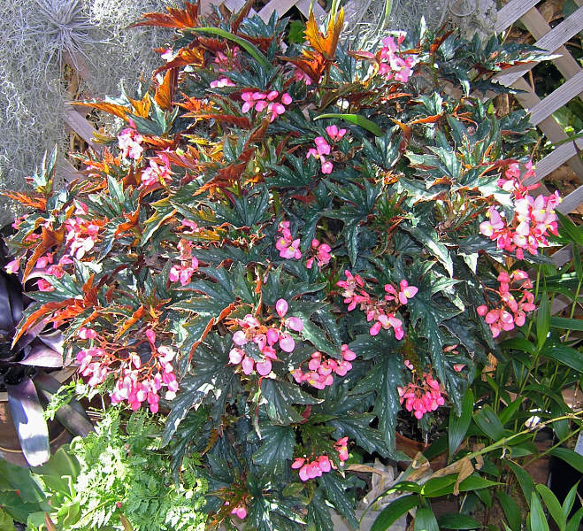 Begonia dragonera: información y cuidados