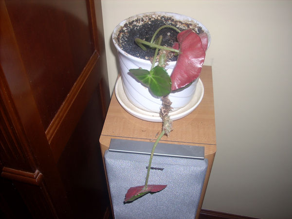 Begonia x erythrophylla: cómo enraizar esquejes