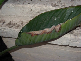 Ave del Paraíso: se secan los bordes de las hojas
