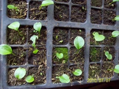 Cala gigante: ¿cómo germinar semillas?
